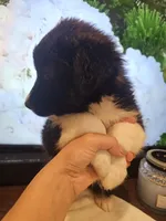 Oreon , a male Labrador Retriever for sale in Chicopee, MA – Photo 1 of 4