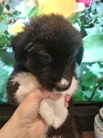 Oreon , a male Labrador Retriever for sale in Chicopee, MA – Photo 4 of 4