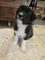 Oreon , a male Labrador Retriever for sale in Chicopee, MA – Photo 2 of 4