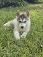 Ghost , a male Siberian Husky for sale in Chicopee, MA – 3 of 3