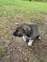 Coco, a male Siberian Husky and Labrador Retriever for sale in Chicopee, MA – 2 of 4