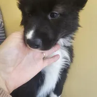 Daisy , a female Siberian Husky and Labrador Retriever for sale in Chicopee, MA – Photo 1 of 4