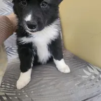 Daisy , a female Siberian Husky and Labrador Retriever for sale in Chicopee, MA – Photo 3 of 4