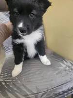 Daisy , a female Labrador Retriever for sale in Chicopee, MA – Photo 3 of 4