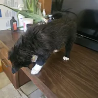 Daisy , a female Siberian Husky and Labrador Retriever for sale in Chicopee, MA – Photo 2 of 4