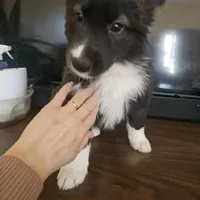 Daisy , a female Siberian Husky and Labrador Retriever for sale in Chicopee, MA – Photo 4 of 4