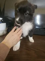 Daisy , a female Labrador Retriever for sale in Chicopee, MA – Photo 4 of 4