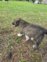 Coco, a male Siberian Husky and Labrador Retriever for sale in Chicopee, MA – 4 of 4
