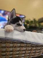 ROCKY , a male Siberian Husky for sale in Chicopee, MA – Photo 3 of 6