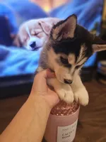 ROCKY , a male Siberian Husky for sale in Chicopee, MA – Photo 4 of 6