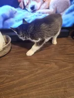 ROCKY , a male Siberian Husky for sale in Chicopee, MA – Photo 6 of 6