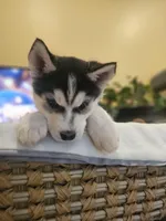 ROCKY , a male Siberian Husky for sale in Chicopee, MA – Photo 1 of 6