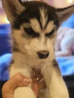 ROCKY , a male Siberian Husky for sale in Chicopee, MA – Photo 5 of 6