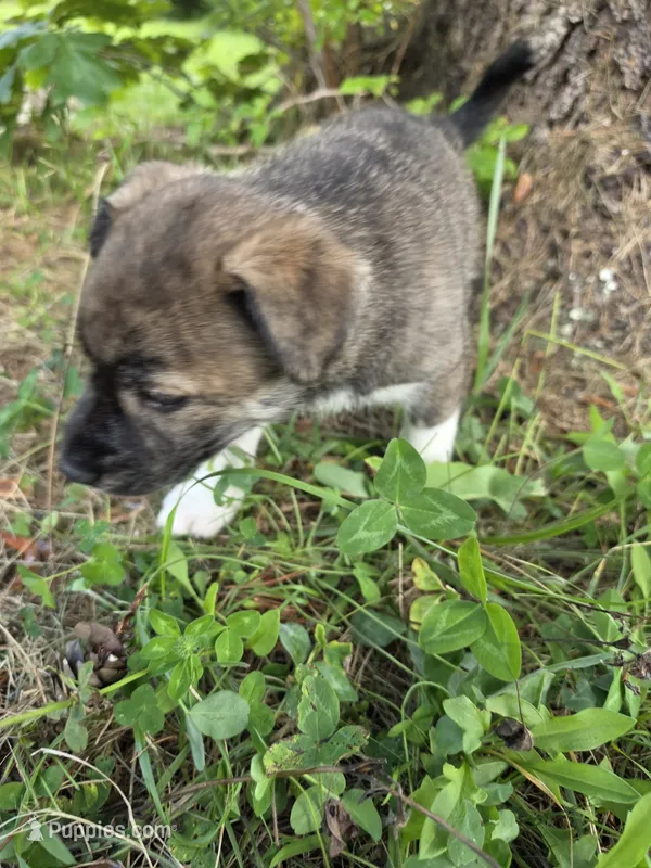 Coco – Siberian Husky, Labrador Retriever puppy for sale in Chicopee, MA