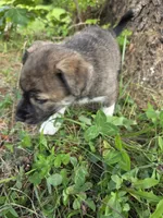 Coco, a male Siberian Husky and Labrador Retriever for sale in Chicopee, MA – 1 of 4