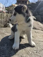 Moon , a male Siberian Husky for sale in Chicopee, MA – 3 of 3