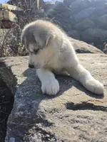 Sea, a female Siberian Husky for sale in Chicopee, MA – 3 of 3