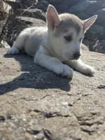 Brown , a male Siberian Husky for sale in Chicopee, MA – 1 of 3