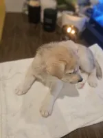 Moonlight , a male Labrador Retriever for sale in Chicopee, MA – Photo 2 of 3