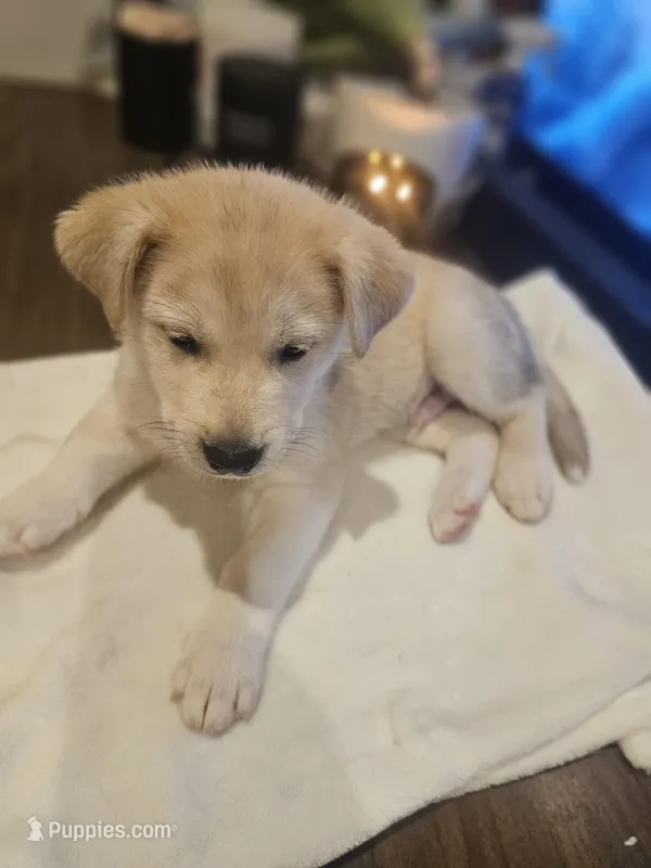 Moon – Siberian Husky, Labrador Retriever puppy for sale in Chicopee, MA