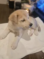 Moonlight , a male Labrador Retriever for sale in Chicopee, MA – Photo 1 of 3