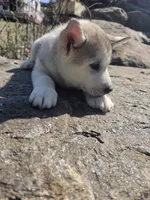 Brown , a male Siberian Husky for sale in Chicopee, MA – 3 of 3