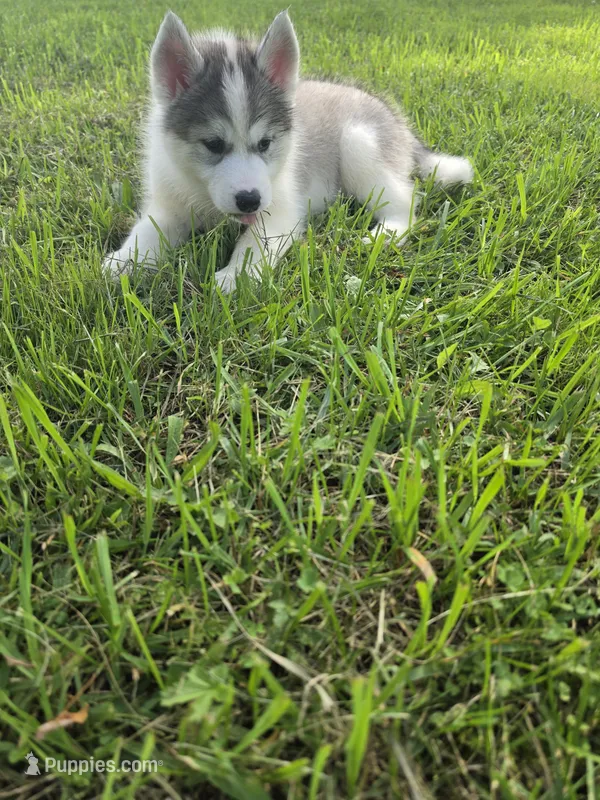 Lola  – Siberian Husky puppy for sale in Chicopee, MA
