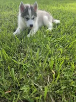 Lola , a female Siberian Husky for sale in Chicopee, MA – 1 of 3