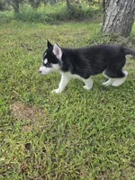 Lika, a female Siberian Husky for sale in Chicopee, MA – 2 of 3