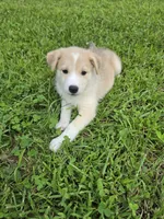 TOBY , a male Siberian Husky and Labrador Retriever for sale in Chicopee, MA – 2 of 4