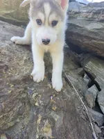 Sea, a female Siberian Husky for sale in Chicopee, MA – 1 of 3