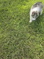 Lola , a female Siberian Husky for sale in Chicopee, MA – 3 of 3