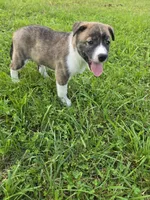 Molly , a female Siberian Husky and Labrador Retriever for sale in Chicopee, MA – 3 of 4