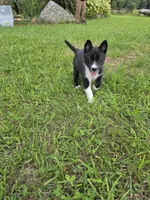 Lake , a female Siberian Husky and Labrador Retriever for sale in Chicopee, MA – 3 of 5