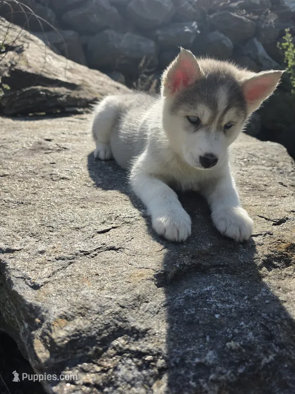 Princess  – Siberian Husky puppy for sale in Chicopee, MA
