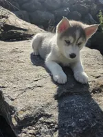 Princess , a female Siberian Husky for sale in Chicopee, MA – 1 of 3