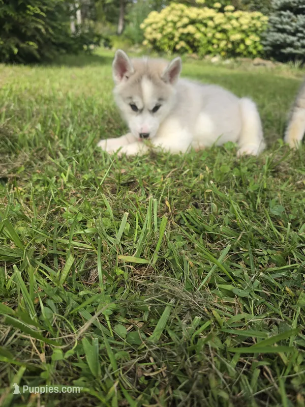 Luna  – Siberian Husky puppy for sale in Chicopee, MA
