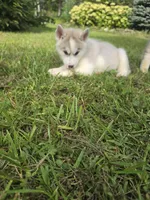 Luna , a female Siberian Husky for sale in Chicopee, MA – 1 of 3