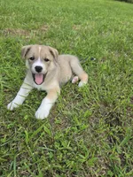 Cooper , a male Siberian Husky and Labrador Retriever for sale in Chicopee, MA – 5 of 6
