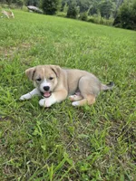 Cooper , a male Siberian Husky and Labrador Retriever for sale in Chicopee, MA – 3 of 6