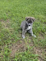 Bella , a female Siberian Husky and Labrador Retriever for sale in Chicopee, MA – 2 of 4