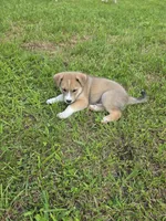 Cooper , a male Siberian Husky and Labrador Retriever for sale in Chicopee, MA – 6 of 6