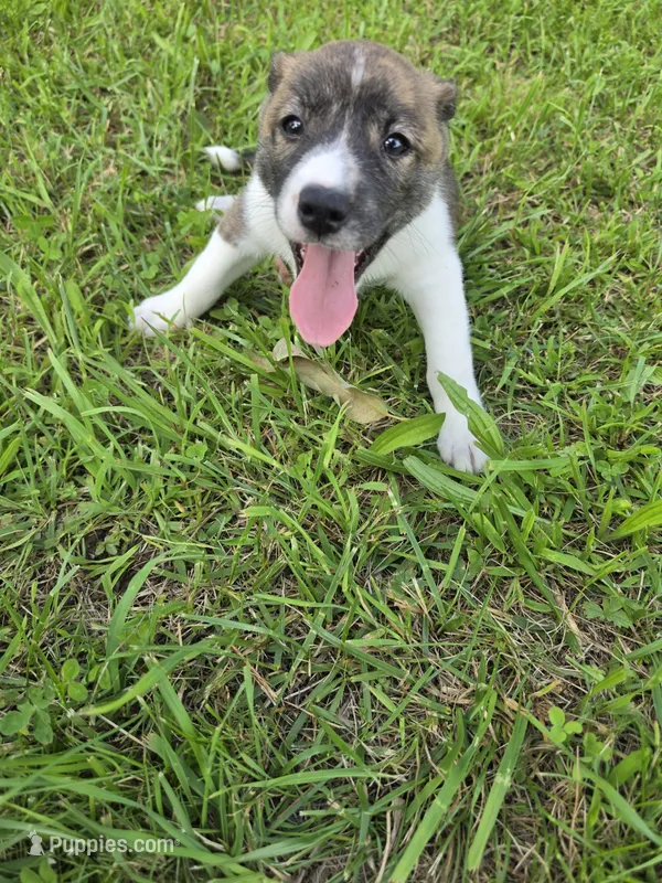 Molly  – Siberian Husky, Labrador Retriever puppy for sale in Chicopee, MA