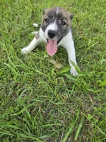 Molly , a female Siberian Husky and Labrador Retriever for sale in Chicopee, MA – 1 of 4