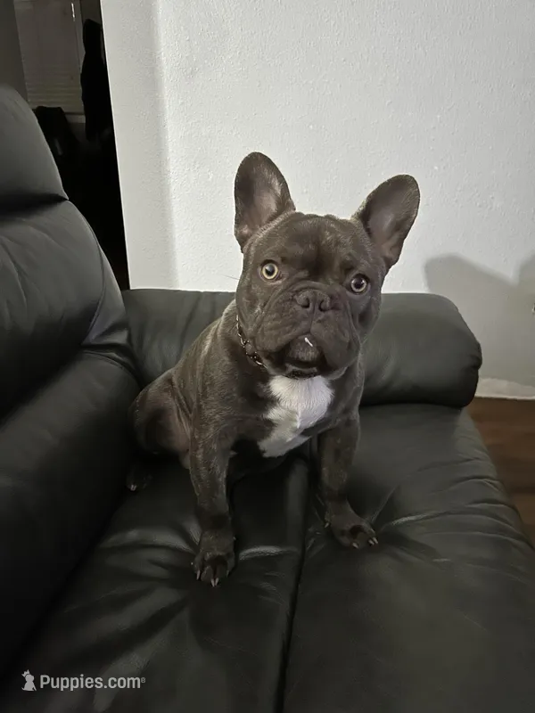 Versace - reverse brindle, a male French Bulldog for sale in Tacoma, WA – Photo 1 of 5