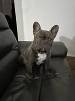 Versace - reverse brindle, a male French Bulldog for sale in Tacoma, WA – Photo 1 of 5