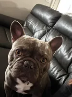 Versace - reverse brindle, a male French Bulldog for sale in Tacoma, WA – Photo 2 of 5