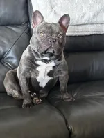 Versace - reverse brindle, a male French Bulldog for sale in Tacoma, WA – Photo 3 of 5