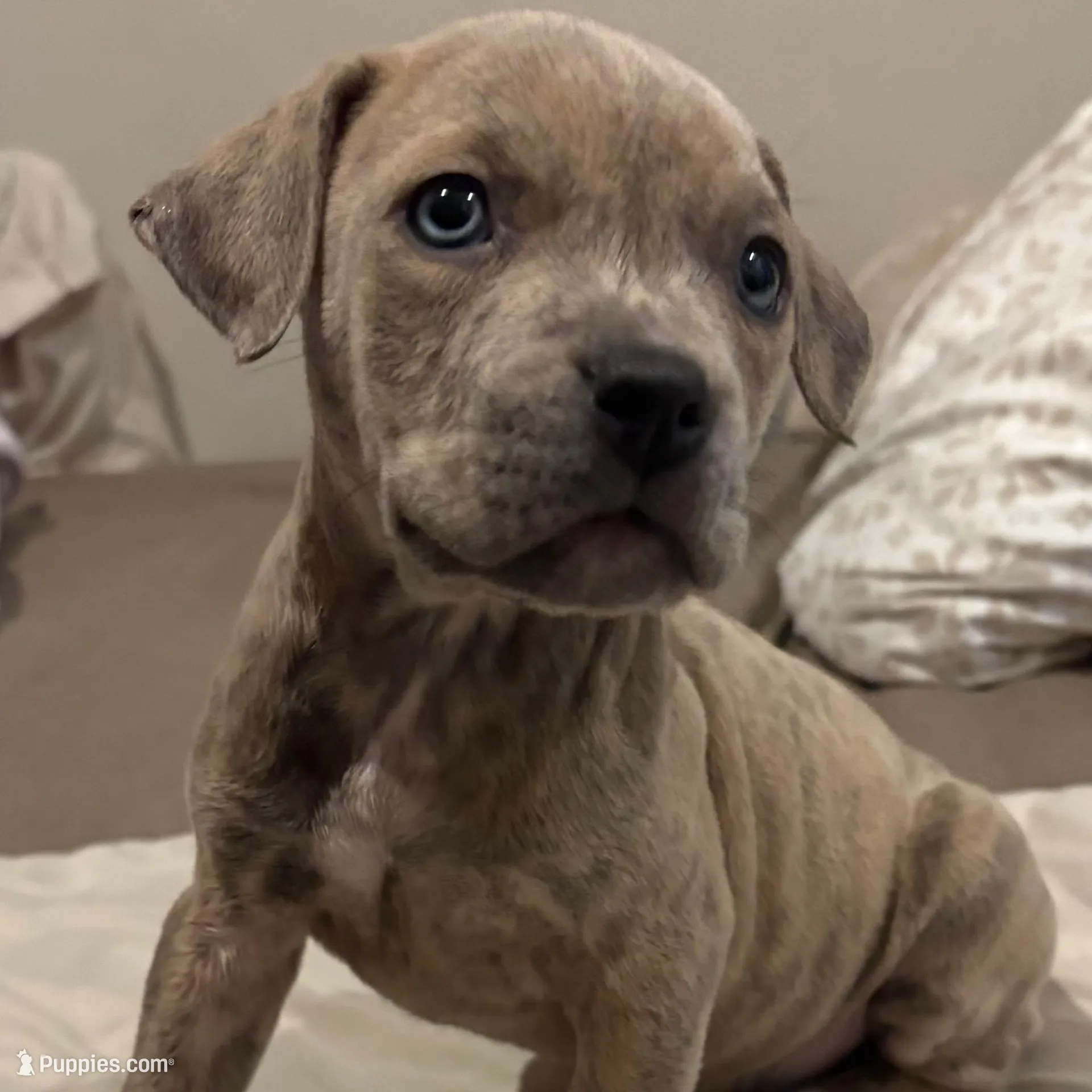peanut – American Staffordshire Terrier, Cane Corso puppy for sale in Philadelphia, PA
