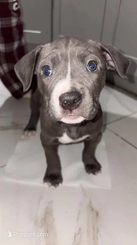 Snip – American Staffordshire Terrier, Cane Corso puppy for sale in Philadelphia, PA